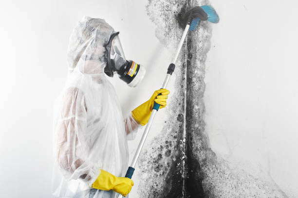 Environmental Consulting for Mold Prevention in Whitehall, WI