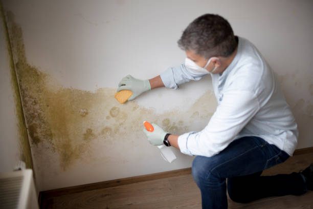Best Commercial Mold Inspection  in Whitehall, WI